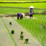 rice crop Vietnam
