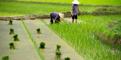 rice crop Vietnam