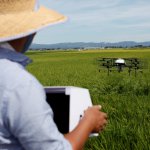 Nileworks Inc.'s automated drone flies over rice plants, spraying pesticide while diagnosing growth of individual rice stalks, during a demonstration in Tome