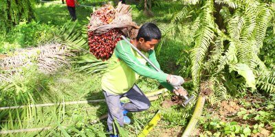 palm oil plantation worker carrying a harvested crop