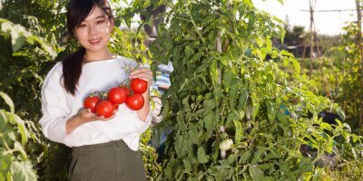 IoT and 5G to significantly boost tomato production. Source: Shutterstock