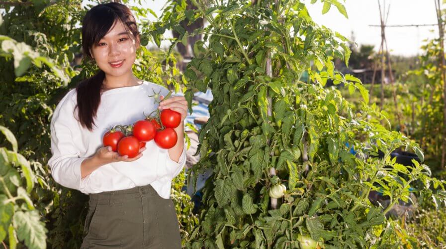 IoT and 5G to significantly boost tomato production. Source: Shutterstock