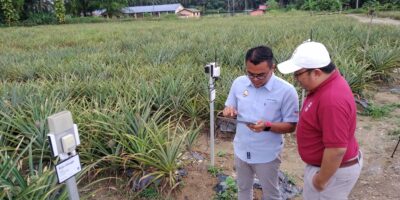 Smart farming underpins most of the modern farming today. Here, SM4RT TANI checks data their sensors have picked up in a pineapple farm.