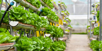 Vertical urban farming technology in Singapore, an example of agritech in Southeast Asia (IMG/mustbeyou/Shutterstock)