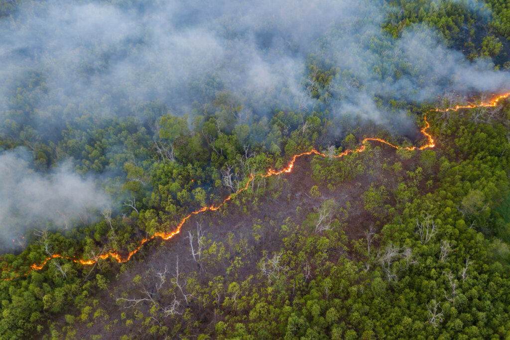 Using AI cameras to detect bushfires. 