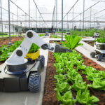 Agriculture tech - providing more food for less space and water.